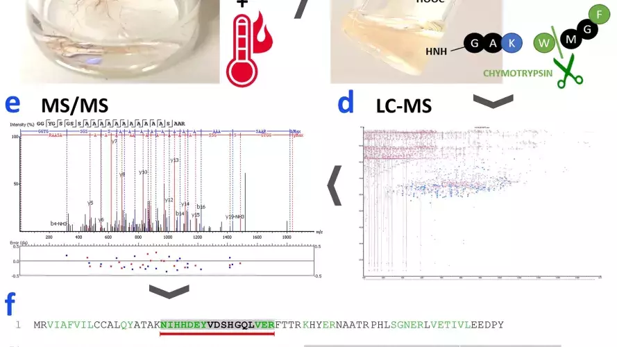 Workflow for sample preparation, sample analysis, data processing and species interpretation of Palmyra silks samples.