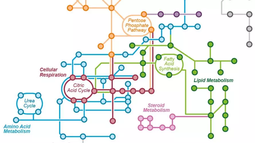 Image of metabolic pathways